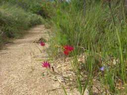 Geissorhiza erosa where people walk